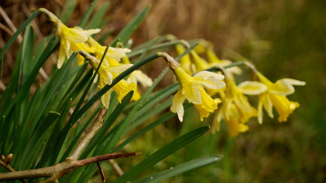 Wild daffodils by a Gloucestershire lane