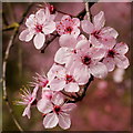 Prunus sp. Early Flowering Cherry, 3