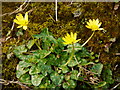 Ficaria verna, Lesser Celandine