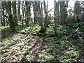 Hut platforms in the woods