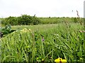 Wild flower meadow