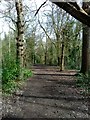 Decoy Wood, Hampden Park