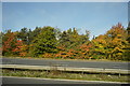 Autumnal colours by the M5