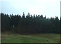NN7270 : Grazing and woodland near Dalnacardoch Lodge by JThomas