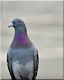 J3775 : Feral pigeon, Sydenham, Belfast (March 2017) by Albert Bridge
