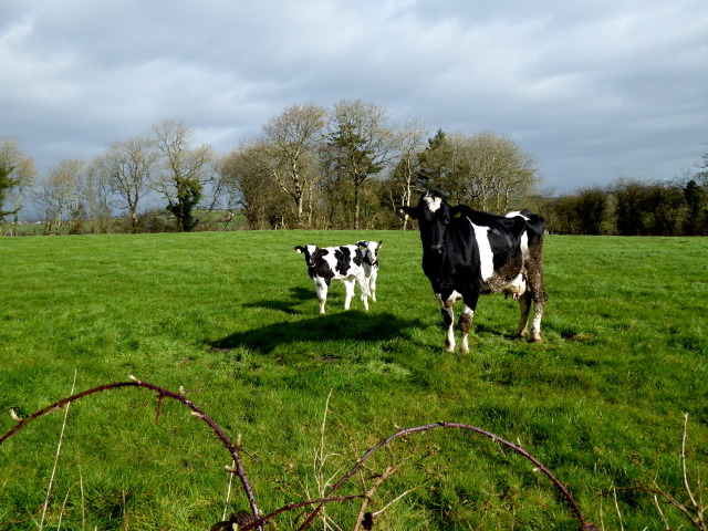 Protective cow with calves, Beltany