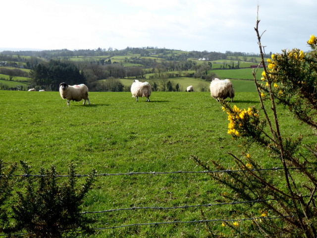 Sheep, Beltany