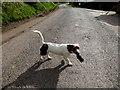 Dog with rodent, Beltany