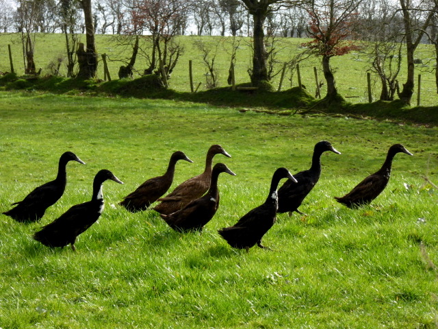 Duck patrol, Beltany