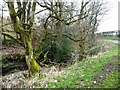 Snowdrops on the north bank of Southwaite Beck