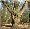 A veteran oak tree