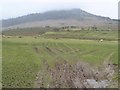 Sheep grazing below [north-east of] Great Mell Fell