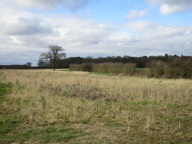 Field edge and lone tree