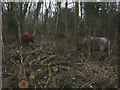SD4972 : Cattle 'grazing' in the woods above Warton by Karl and Ali
