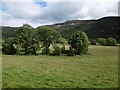 Field, Strath Glass