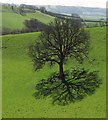 Tree near Hincknowle