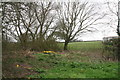 Daffodils in a wood off Broxholme Lane