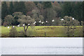 NM8702 : Whooper swans leaving Argyll by Patrick Mackie