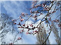 Spring blossoms near to Roydon station