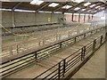 Inside Hatherleigh cattle market