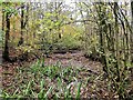 Ponds in Beauport Park