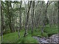 Woodland near Eskadale