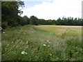 Edge of the barley