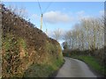 Hedgebanks and trees, Warcombe Lane