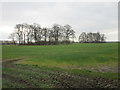 Clumps of trees in The Park