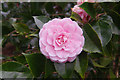 SX4552 : Camellia - Mount Edgcumbe by Stephen McKay