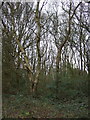 Woodland beside St Albans Road (A1081)