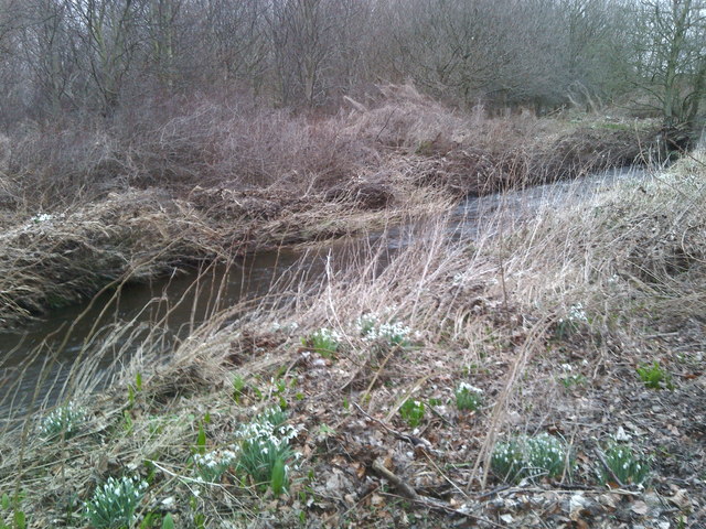 Snowdrops beside the stream