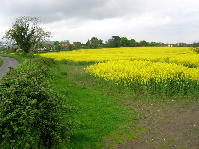 Oil seed rape in flower, Upper Icknield Way