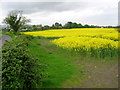 Oil seed rape in flower, Upper Icknield Way