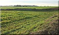 Farmland near Windylands