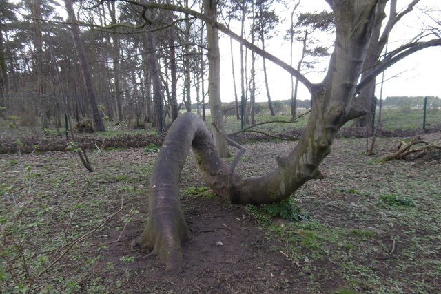 Gnarley tree