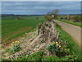 The lane to Draughton