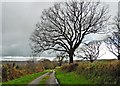 Lane to Riverside Cottage