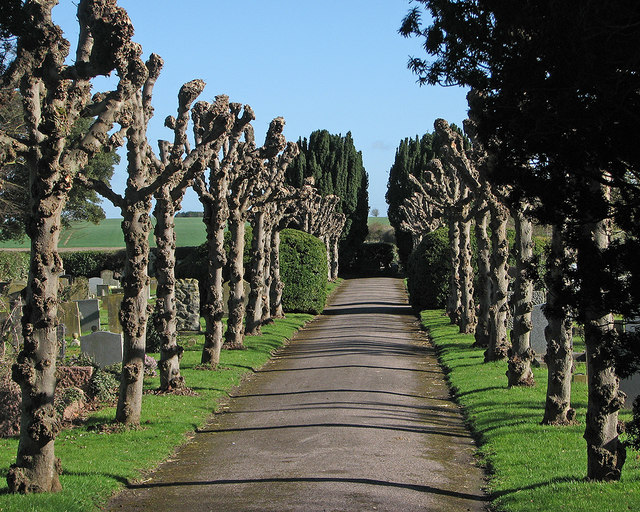 Ashwell: a pollarded avenue in the cemetery