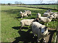 Sheep in a field at Scott