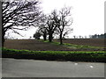 Field boundary beside Buxton Road