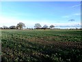 Crop Field on the Fringes of Askern