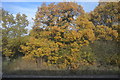 Autumn by the Chiltern Main Line