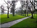 SO9283 : Rows of Trees in Stevens Park by Stephen Rogerson