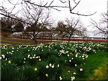 SJ6385 : Spring display, Grappenhall Heys walled garden by Norman Caesar