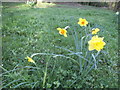 Daffodils on Little Common, Stanmore