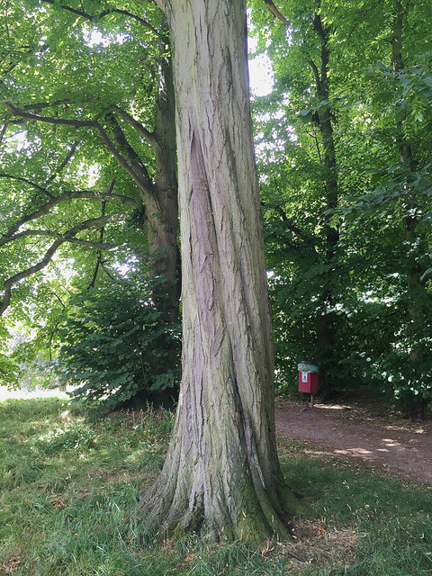 Trunk of hornbeam, Priory Park, Warwick © Robin Stott cc-by-sa/2.0 ...