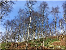 SK2479 : Silver birch trees in Bole Hill Quarry by Graham Hogg