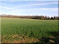 Field and Plaster Pits Wood