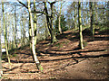 View into Burnt Hills Wood